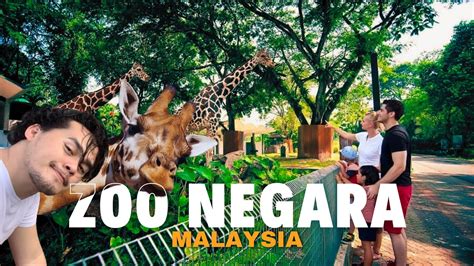 Zoo Negara Kuala Lumpur Walking Tour Around This National Zoo Of