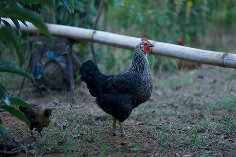 Chickens the Unofficial "State Bird of Hawaii": Why Hawaii Has So Many