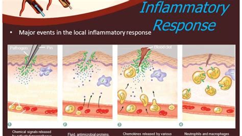 Inflammation or Inflammatory barrier of immune system - Online Biology Notes