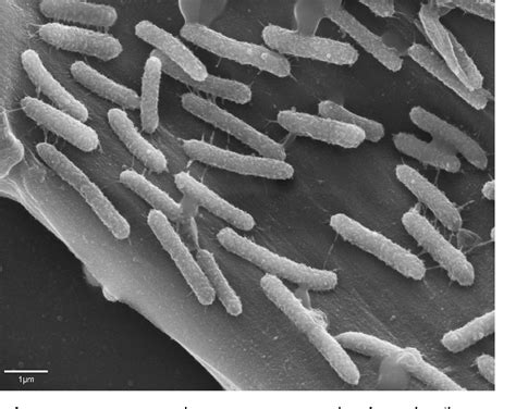 Figure 1 From Complete Genome Sequence Of Clostridium Clariflavum DSM