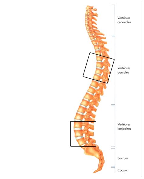 ANATOMIE