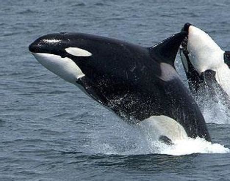 OLALEKAN ODUNTAN: NATURAL HABITAT OF KILLER WHALE