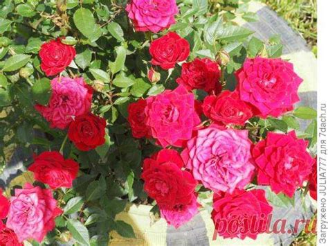 Для роз настойка-болтушка от тли и цветочной мушки Источник: https ...