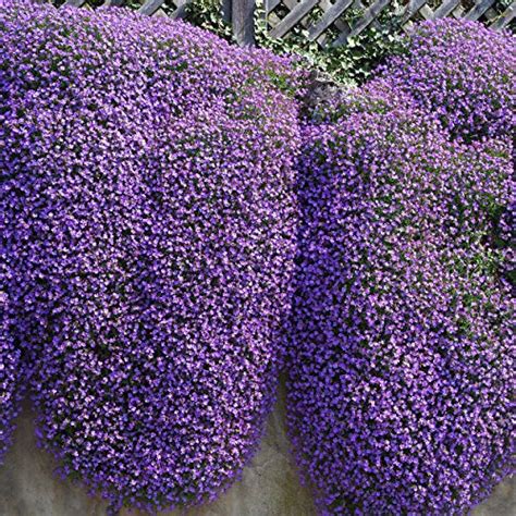 Outsidepride Aubrieta Rock Cress Cascade Purple Ground Cover Plant Seed ...