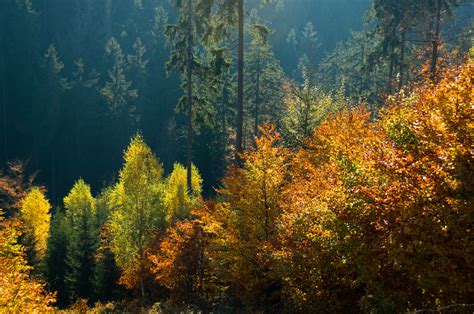 Der Harzer Wald Harzfoto Günther Koch