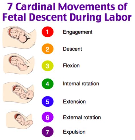 Prenatal Care And Normal Pregnancy Flashcards Quizlet