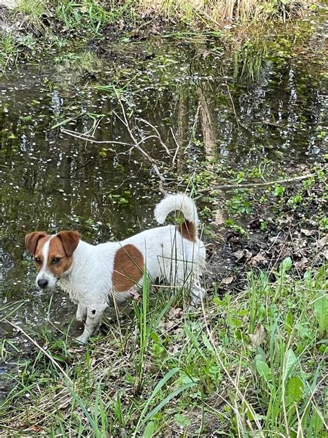 Jack Russell Terrier piesek gotowy do ODBIORU pure breed MALE Bełchatów