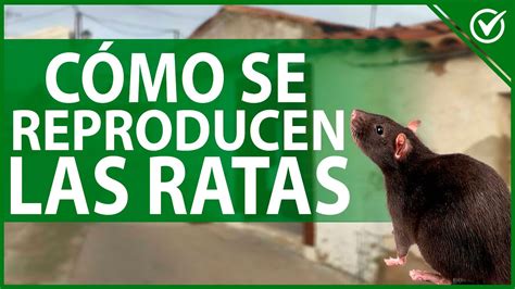 C Mo Se Reproducen Las Ratas Informaci N Sobre La Copulaci N De