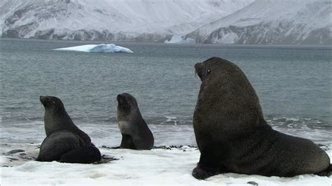 Soaked Penguins And Mating Seals Antarctica Ep3 Youtube