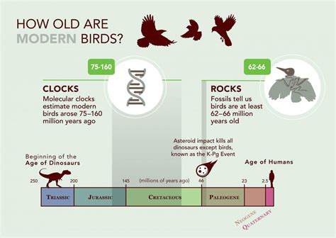 Dino-Killing Mass Extinction Boosted Bird Evolution, Study Says | Sci.News