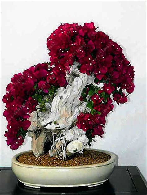 Colorful Bougainvillea Seeds 20 pcs/bag - Pure Bonsai