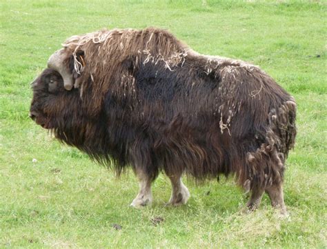 File Under Fiber Meet The Musk Ox Dh In Alaska