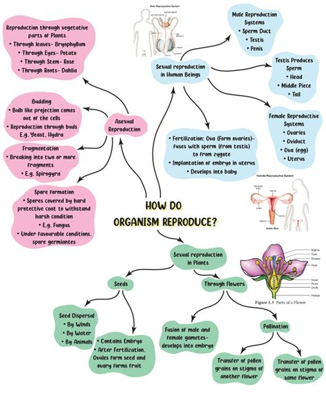 Mindmap How Do Organisms Reproduce Notes Study Subject Wise Mind