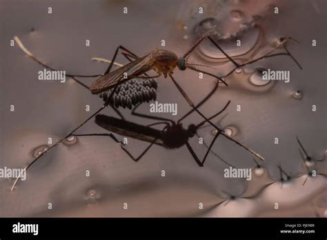 Mosquito eggs hi-res stock photography and images - Alamy