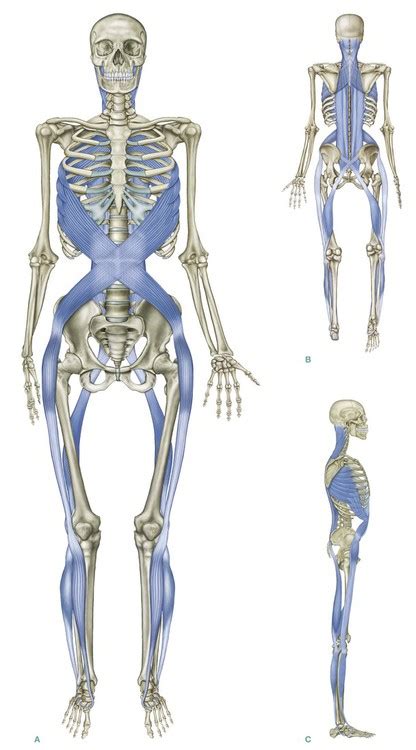 The Spiral Line | Basicmedical Key