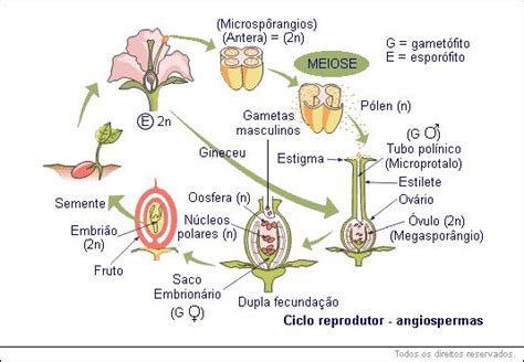 Angiospermas Aulas De Biologia Biologia Concursos Públicos