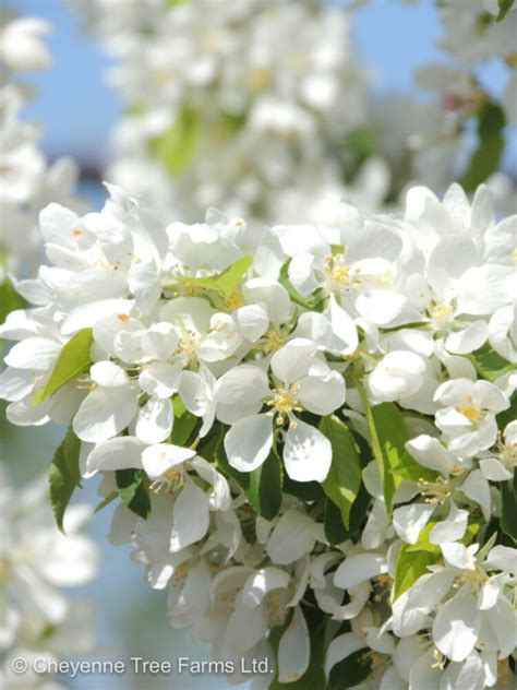 Ctf Malus Spring Snow Flowering Crabapple 2792 Cheyenne Tree Farm