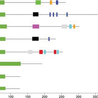 Phylogenetic Relationship Of Alba Proteins From Tomato And Different