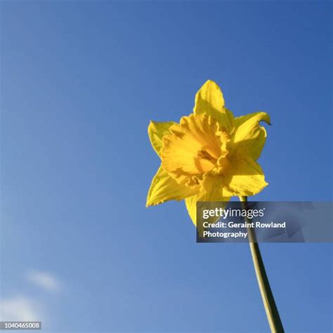 Welsh Daffodil Photos and Premium High Res Pictures - Getty Images