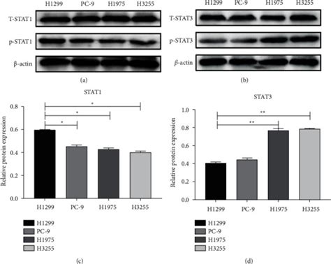 Human Nsclc Cell Lines H1299 Egfr Wt Atcc Bioz