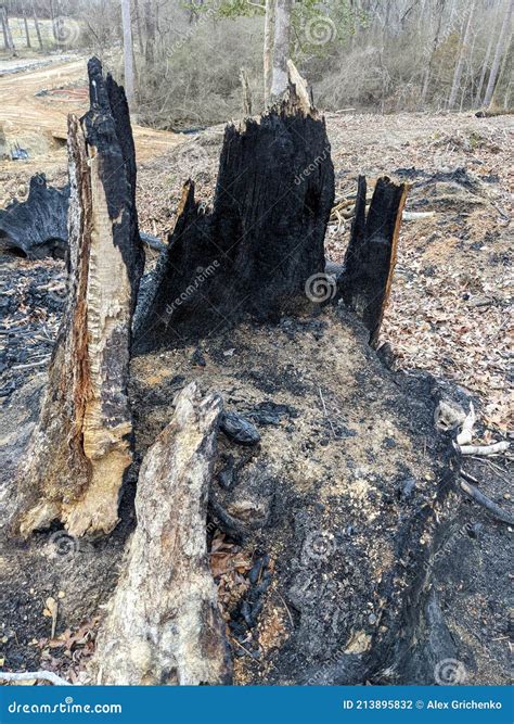 Bottom, Survived Part of Very Old and Big Oak Tree Burned in Fire Stock