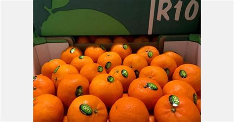 "Markt voor Israëlische Orri-mandarijnen leeft op"
