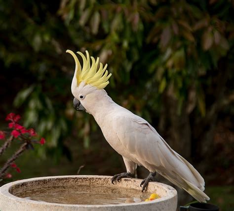 Why Cockatoos Make Such Great Pets – All Things Birds