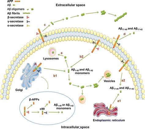 The Formation Of Aβ A App Is Carved By α Secretase And γ Secretase To