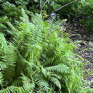 Ostrich Fern | Illinois Pollinators