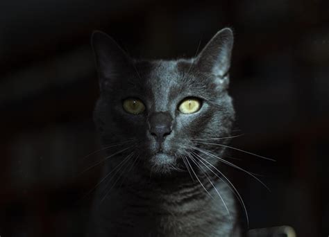 Un Gato Negro Con Ojos Amarillos Est Sentado En Una Habitaci N Oscura