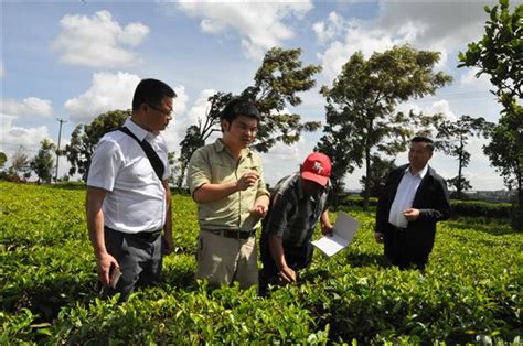 湖南華萊：「安化黑茶之鄉」碼頭老街折射當年「茶鄉」繁華 每日頭條