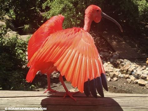 Visiting the Birds of Eden Sanctuary in Plettenberg Bay, South Africa - Roam Far and Wide