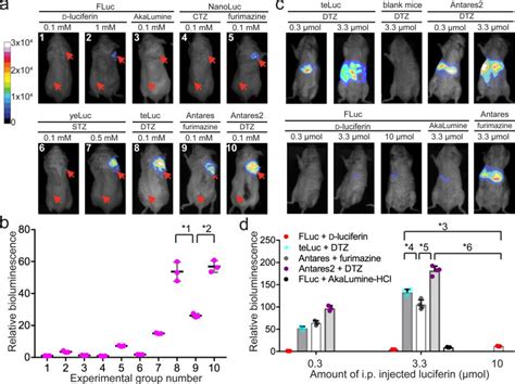 Red Shifted Luciferase Luciferin Pairs For Enhanced Bioluminescence