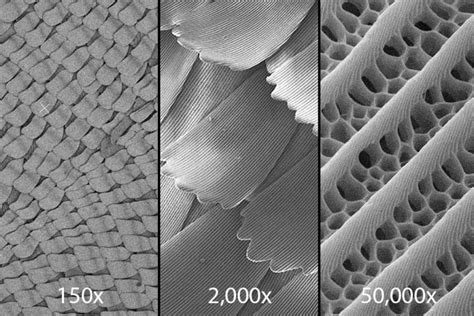 Optical Illusion Created By Butterflies Wing Scales Is Secret To Ultra