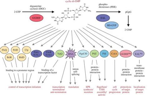 Trigger Phosphodiesterases As A Novel Class Of C Di Gmp Effector Proteins Philosophical