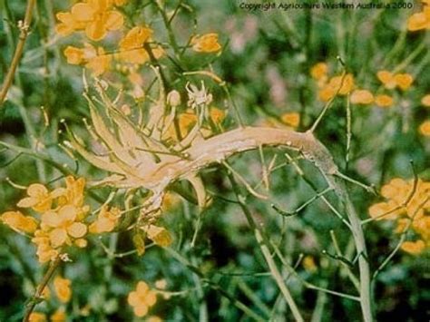 White Rust Of Crucifers