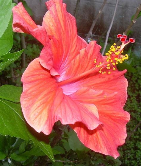 Pin By Marion Rolleston On Hibiscus Beautiful Flowers Hibiscus Flowers