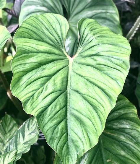 Leaf Envy House Plant Care Plant Leaves House Plants