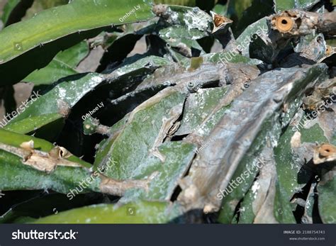 Dragon Fruit Diseases Dragon Dry Stem Stock Photo Shutterstock