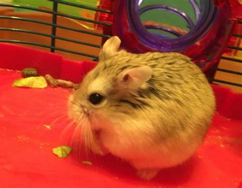 is it normal hamster losing hair cheap 3