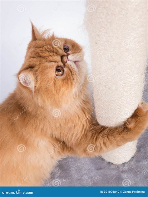 Red Persian Exotic Longhair Cat Sharpens Its Claws On The Scratching