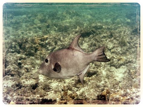 Ocean Triggerfish Coco Cay Bahamas 2013 07 13 Seascout Flickr