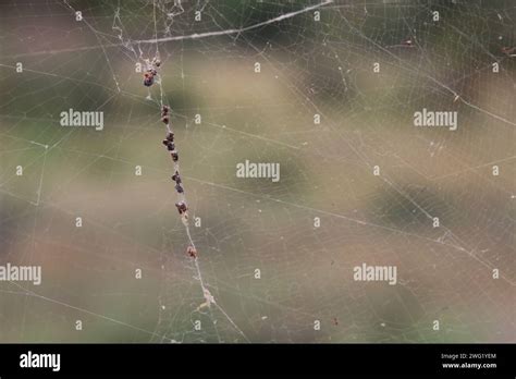 Afrikanische Seidenspinne Banded Legged Golden Orb Web Spider