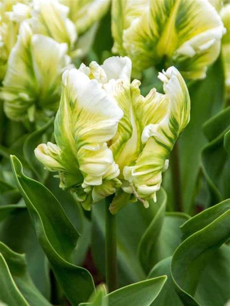 Green Parrot Tulips