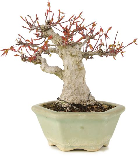 Acer palmatum, 16 cm, ± 15 years old - Bonsai Plaza