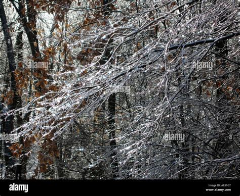 Trees after ice storm Stock Photo - Alamy