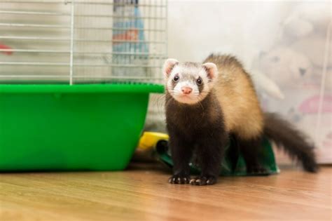 Stoat vs Ferret: What’s the Difference? (With Pictures) | Pet Keen