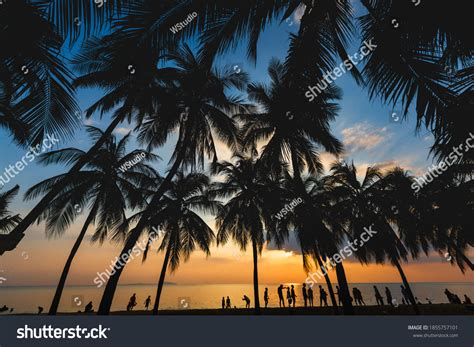 15 125 Coconut Bikini Images Stock Photos Vectors Shutterstock