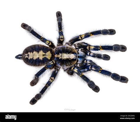 spectacular male poecilotheria metallica aka peacock tarantula top