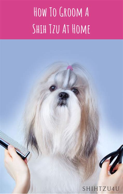 How To Groom A Shih Tzu Complete Guide Grooming A Shih Tzu At Home